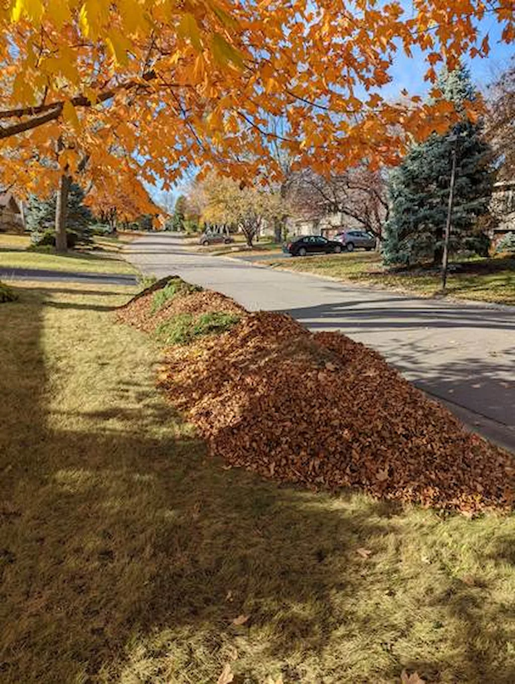Spring bed cleanup